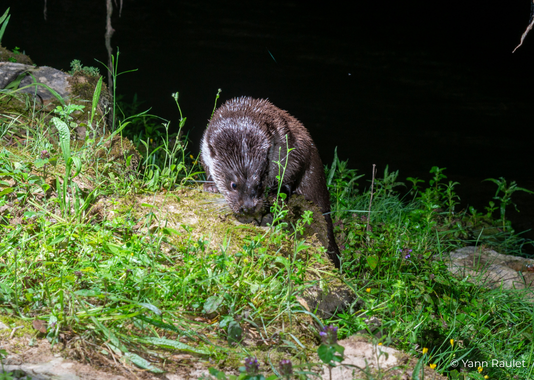 Loutre du Lez © Yann Raulet