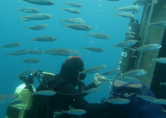 Station Méditerranéenne de l’Environnement Littoral 6