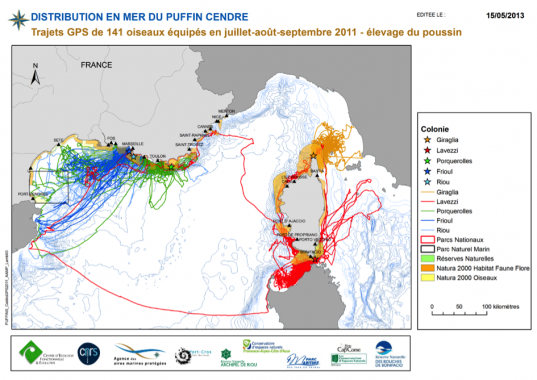 Distribution en mer du puffin cendré
