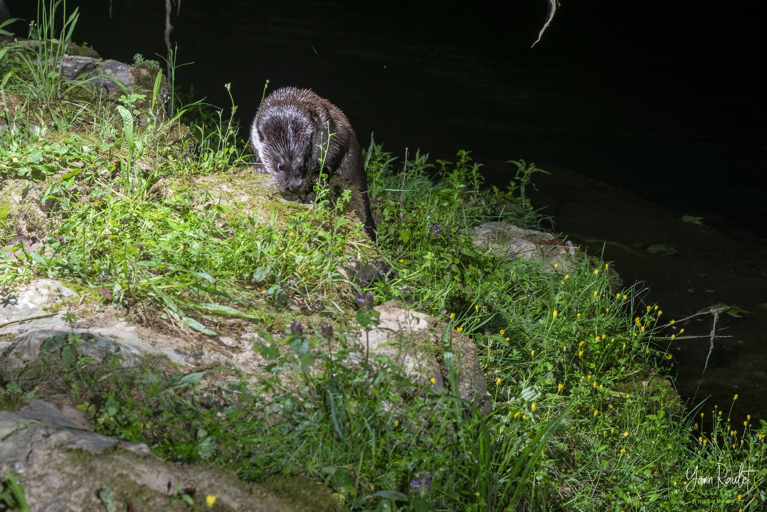 © Yann Raulet Loutre d'Europe